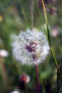 Blossom bloom pointed flower