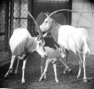 Algazellen in Artis kregen jong erbij, Bestanddeelnr 918-7465
