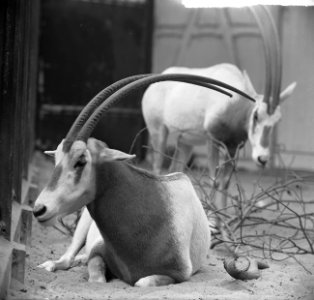 Algazel (soort antilope), nieuwe aanwinst in Artis, Bestanddeelnr 915-5591