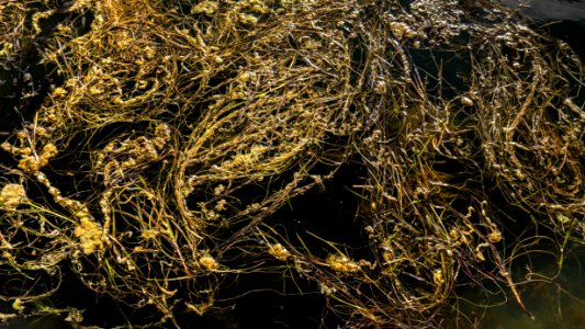 Algae in Rixö Marina 4