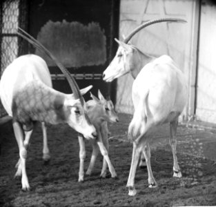 Algazellen in Artis kregen jong erbij, Bestanddeelnr 918-7464
