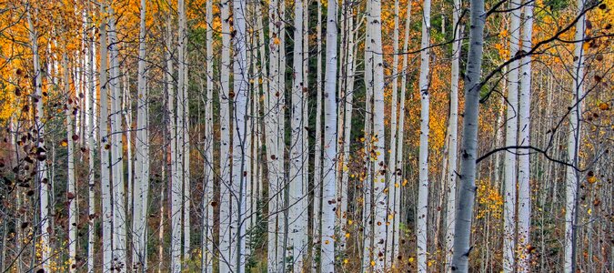 Nature autumn colorful