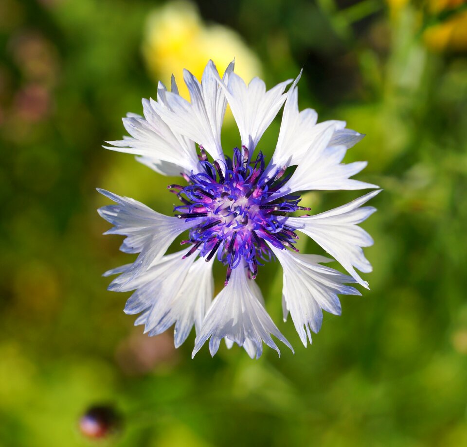 Color blossom bloom photo