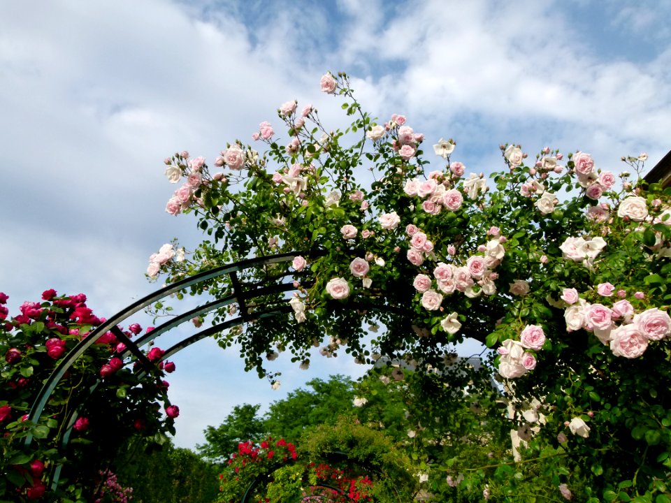 Allée de roses Jardin des Plantes 2