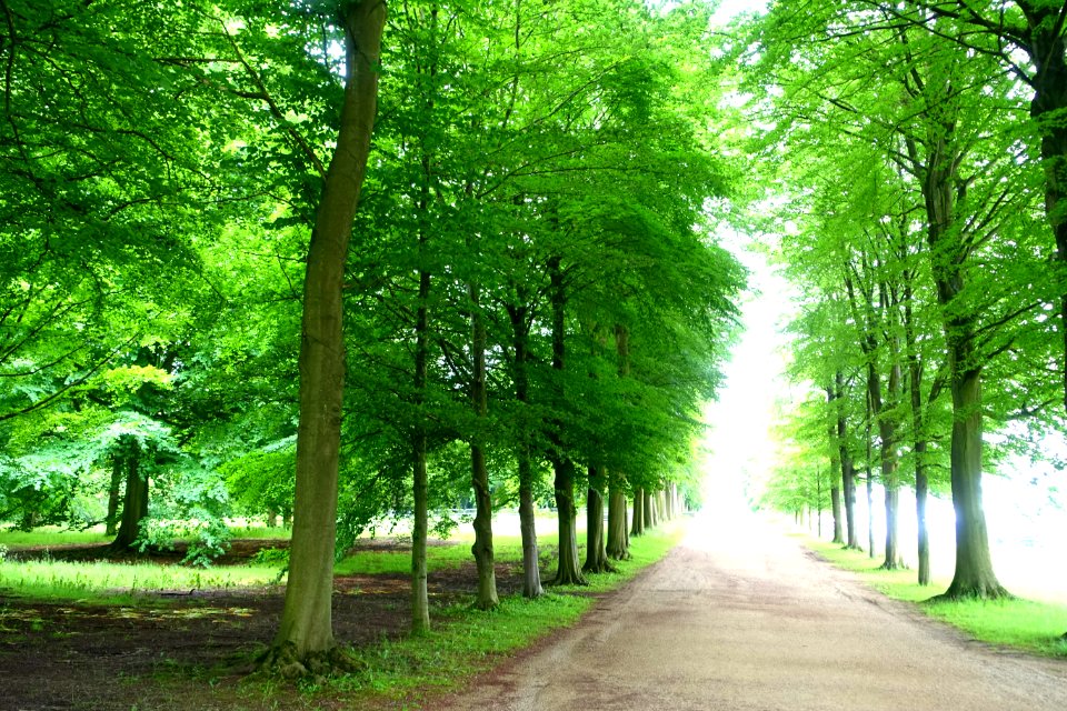 Allee, looking towards Blanche's vase - Chatsworth House - Derbyshire, England - DSC03583