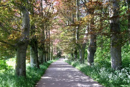 Allee Gehaansbierg 20210529