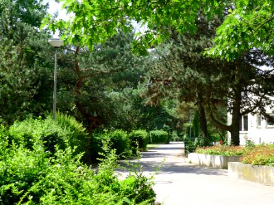 Allee Marie Curie (Berlin-Wittenau)