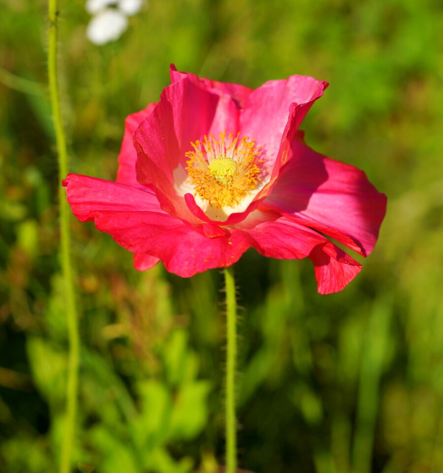 Bloom flower mohngewaechs