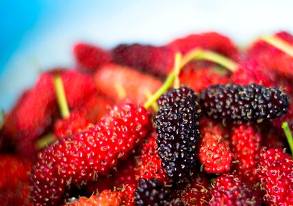 Mulberry fruit Free photos