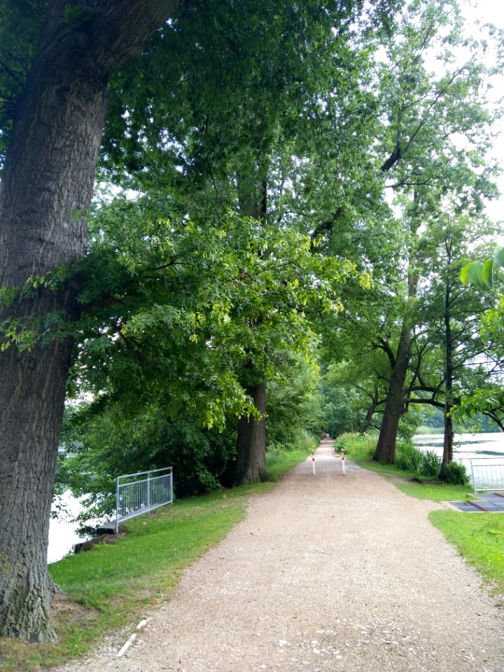Allee zwischen Flachweiher und kleinem Dutzendteich