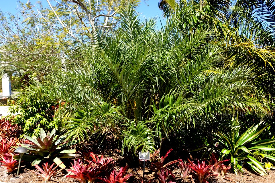 Allagoptera arenaria - Naples Botanical Garden - Naples, Florida - DSC09699