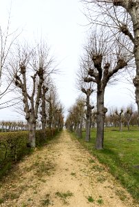 Allee Gottesacker Herrnhut