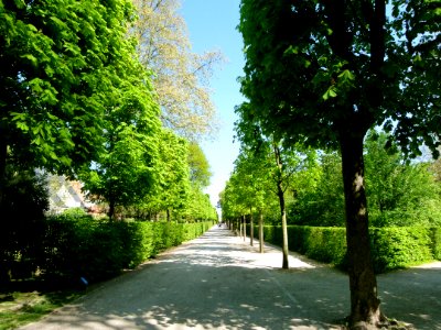 Allée du parc de Sceaux