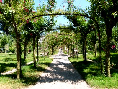Allée de rosiers - jardin Albert Kahn