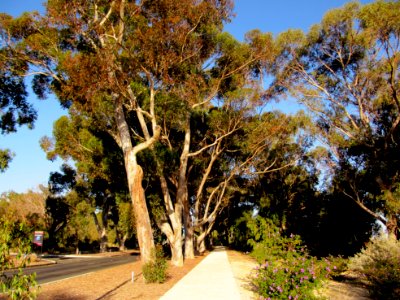Allée d'eucalyptus Kings Park photo