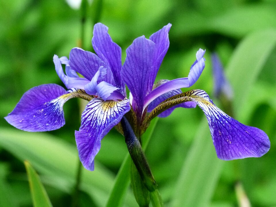 Summer garden plant