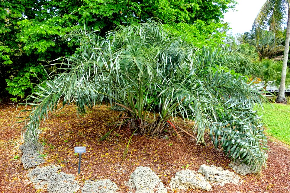Allagoptera arenaria - Mounts Botanical Garden - Palm Beach County, Florida -DSC03769