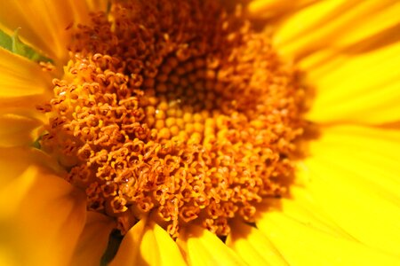Sunflower sunshine plant photo