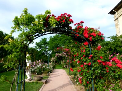 Allée de roses Jardin des Plantes