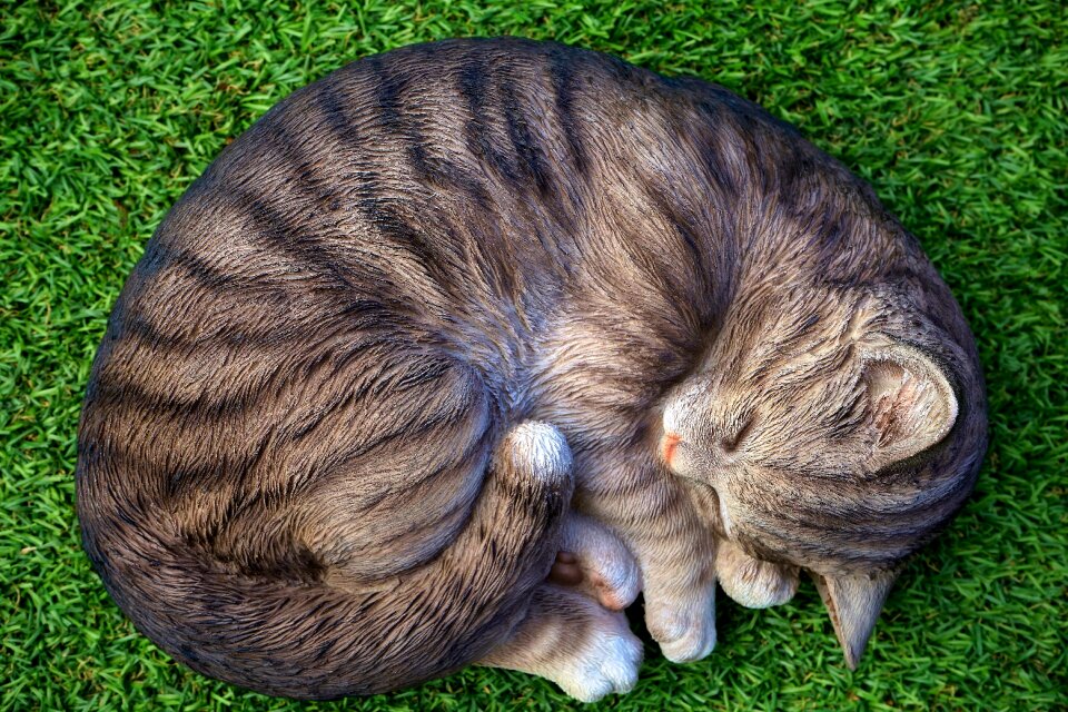 Domestic feline fluffy