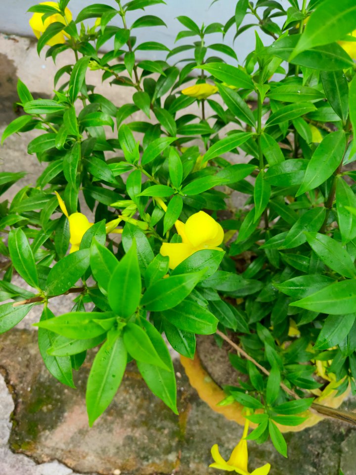 Allamanda cathartica, commonly called golden trumpet 2