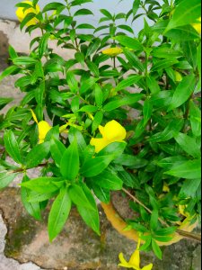 Allamanda cathartica, commonly called golden trumpet 2 photo