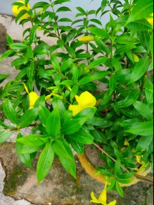 Allamanda cathartica, commonly called golden trumpet 2