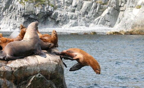 Cleaver coast sea ​​stones photo