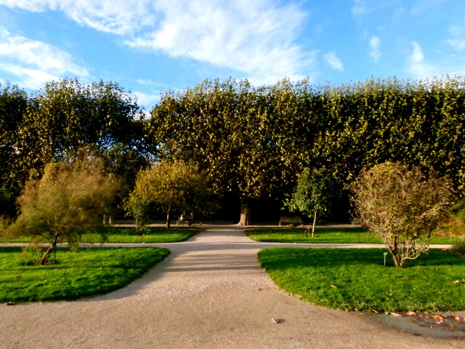 Allée Jardin des Plantes