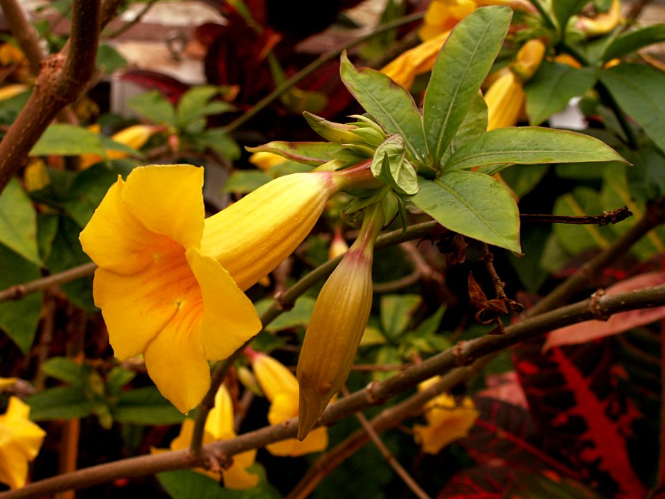 Allamanda schottii, 2015-03-13, Phipps Conservatory, 01