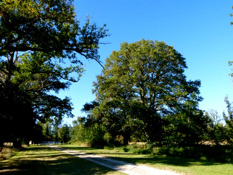 Allée du château du Moulin