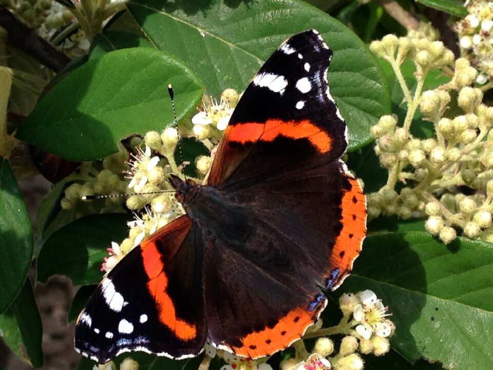 Butterfly insect animals