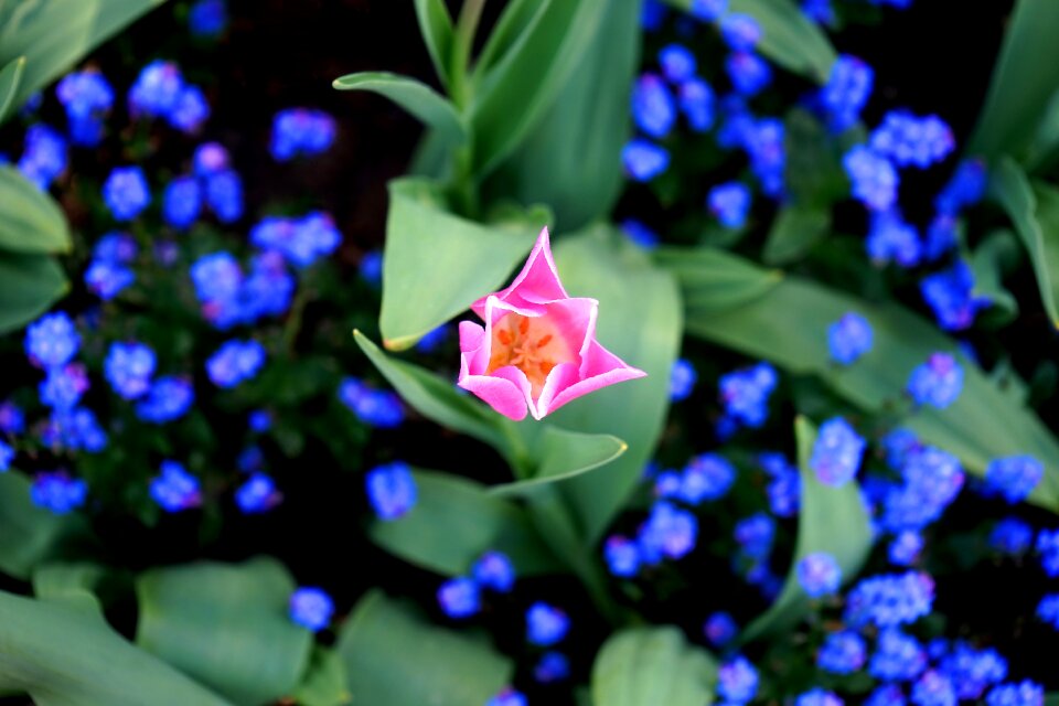 Botanic botanical bright