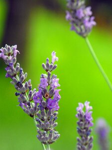 Flower plant garden photo