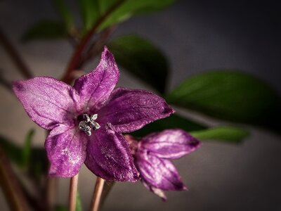 Garden flower macro