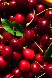 Fruit red delicious