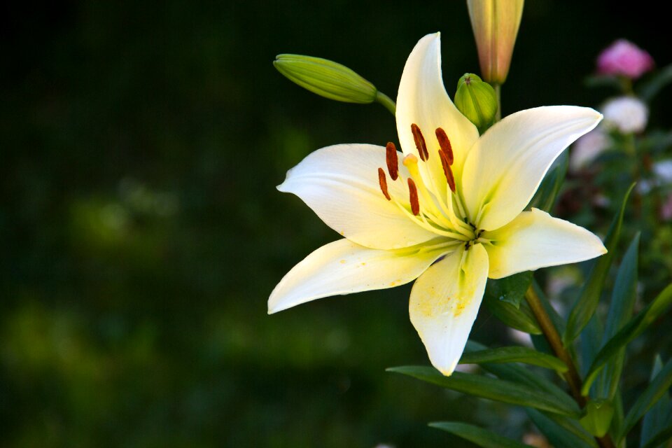 White spring nature