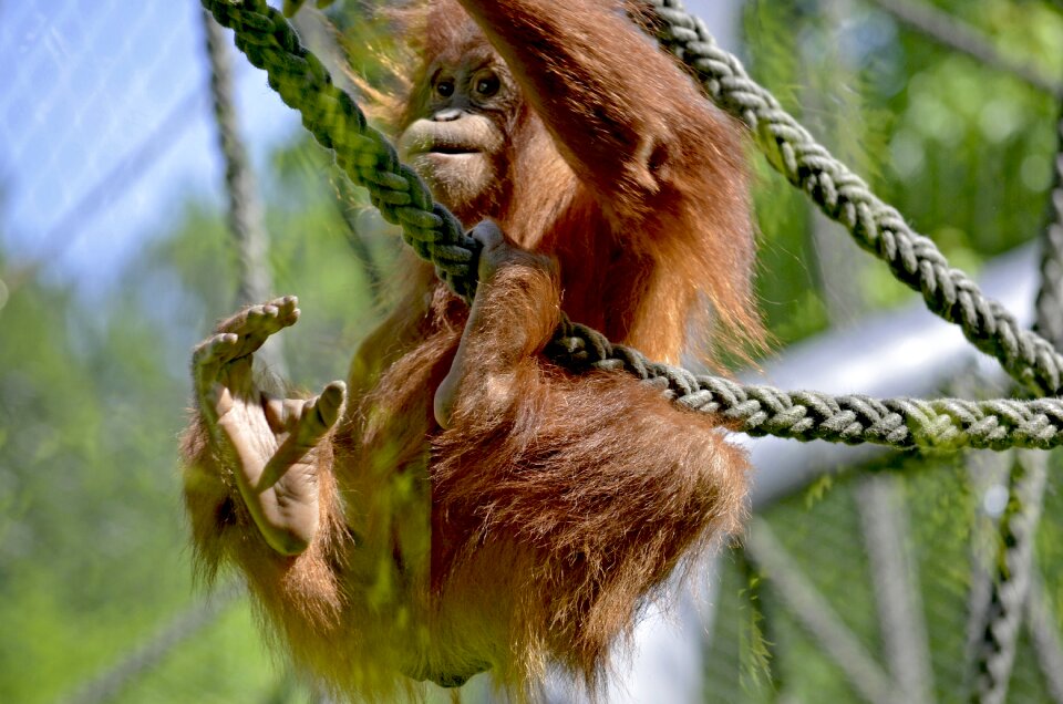 Climb young monkey monkey photo