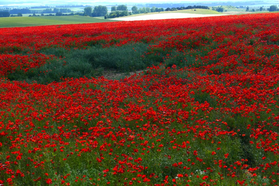 Romantic red nature