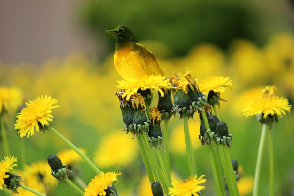 Bird grass color