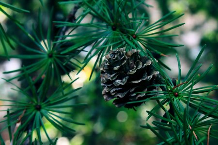 Conifer nature green