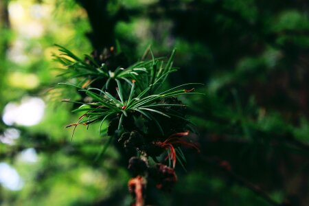 Conifer nature green