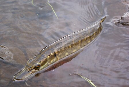 The pike fish animal