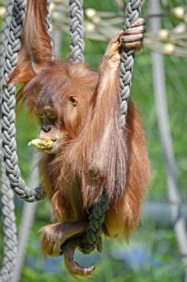 Orang-utan thoughtful mammal