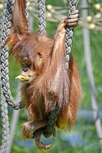 Orang-utan thoughtful mammal photo