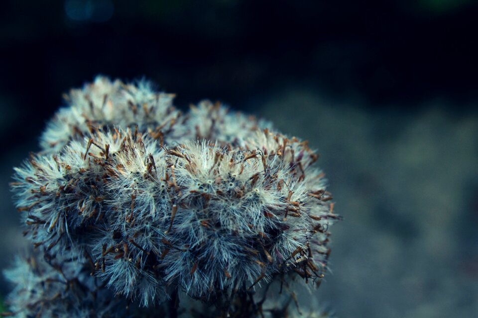 Close up soft seeds