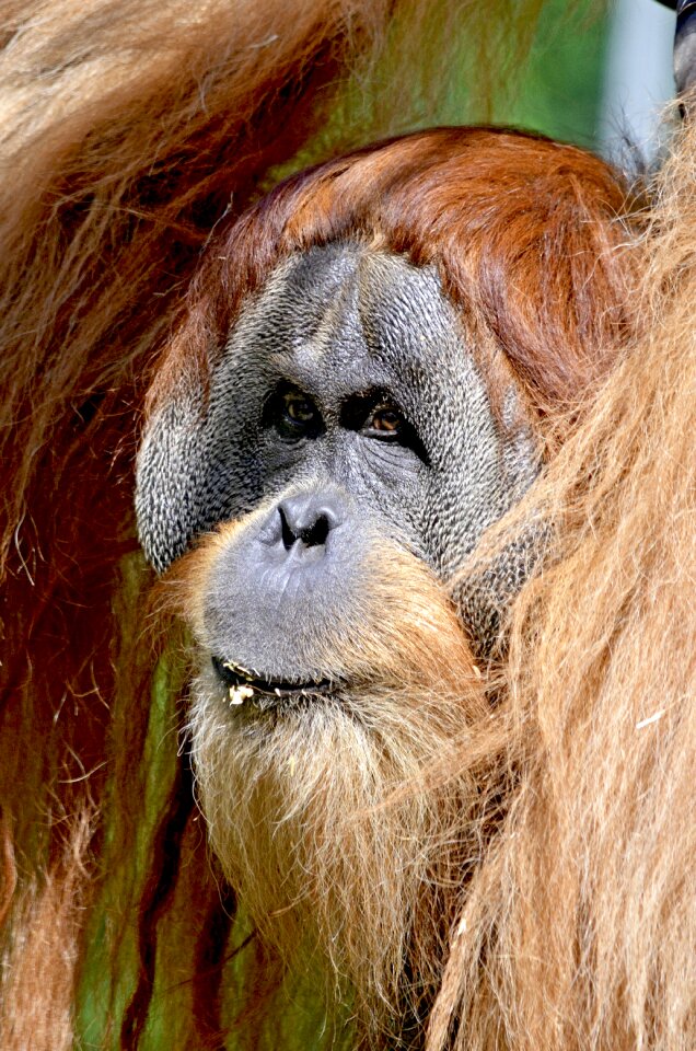 Ape forest human animal portrait