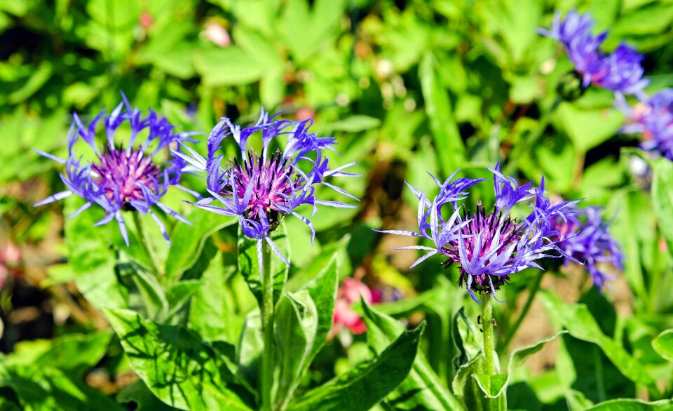 Bloom violet field photo