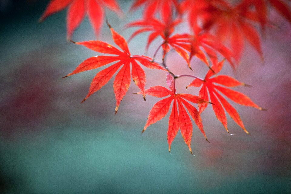 Natural maple plant