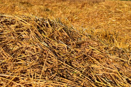 Dry rural agriculture